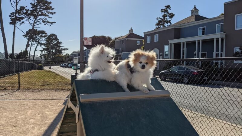 Dog Agility Park - San Francisco, CA