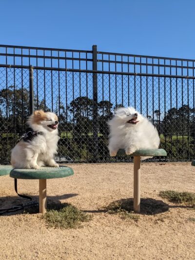Dog Agility Park - San Francisco, CA