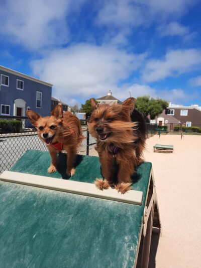 Dog Agility Park - San Francisco, CA