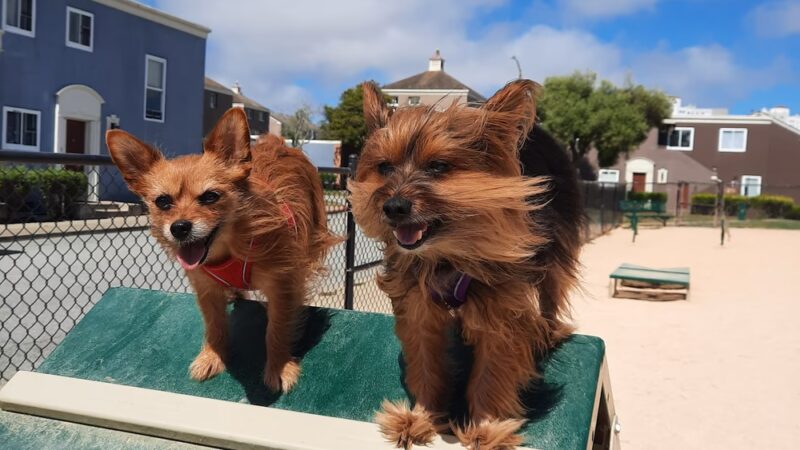 Dog Agility Park - San Francisco, CA