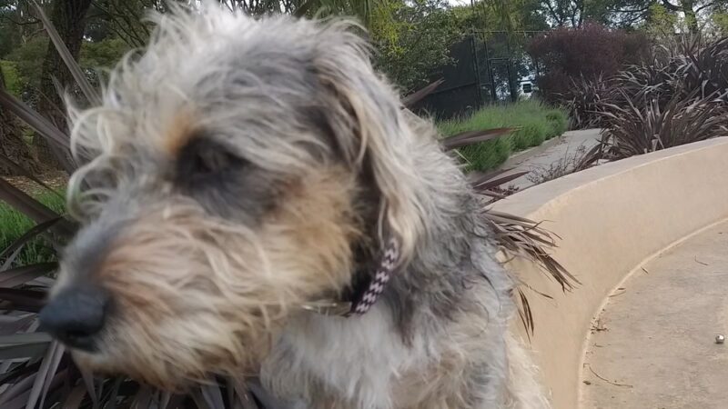 Lafayette Park - San Francisco, CA