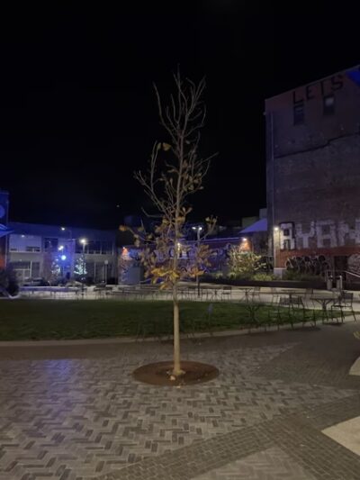 5M Dog Park - San Francisco, CA