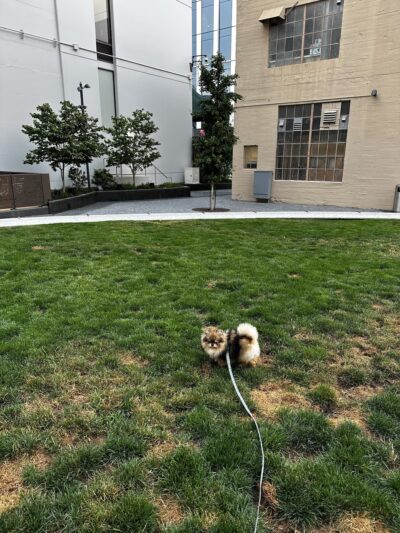 5M Dog Park - San Francisco, CA