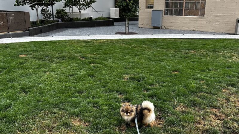 5M Dog Park - San Francisco, CA