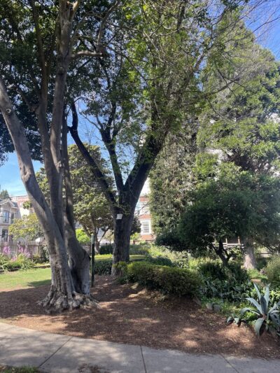 Allyne Park - San Francisco, CA