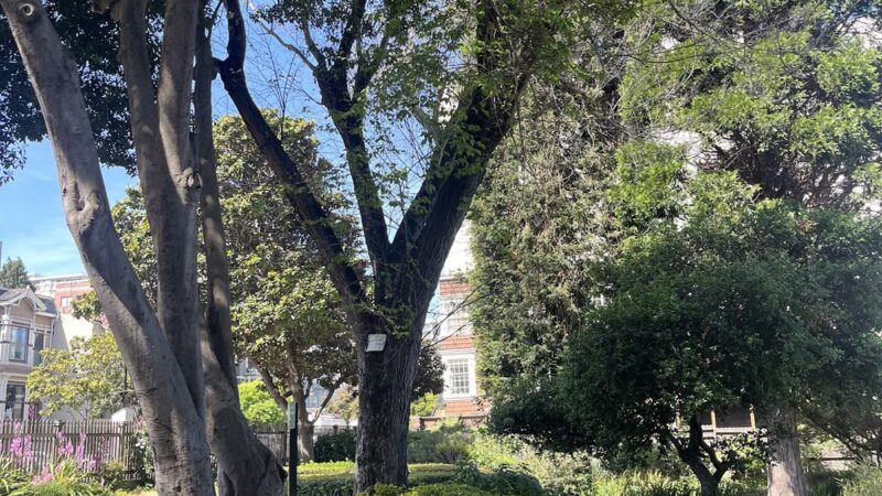 Allyne Park - San Francisco, CA