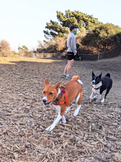 Corona Heights Dog Run - San Francisco, CA
