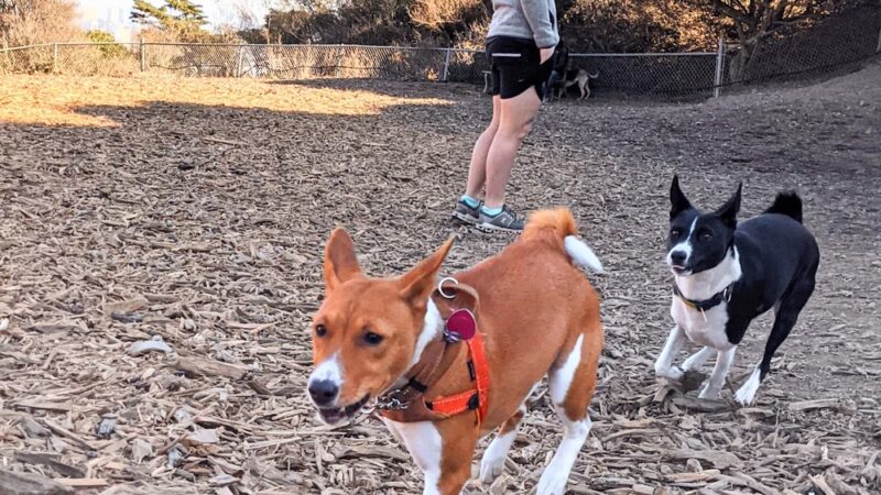 Corona Heights Dog Run - San Francisco, CA
