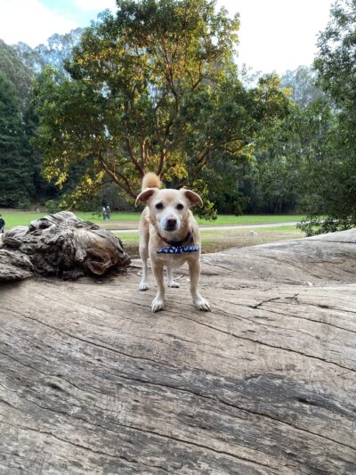 Dog Park | Pine Lake Park - San Francisco, CA