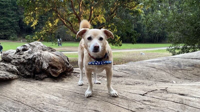 Dog Park | Pine Lake Park - San Francisco, CA
