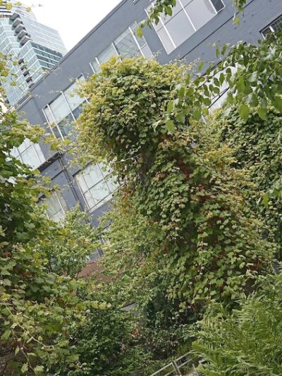 Guy Place Mini Park - San Francisco, CA