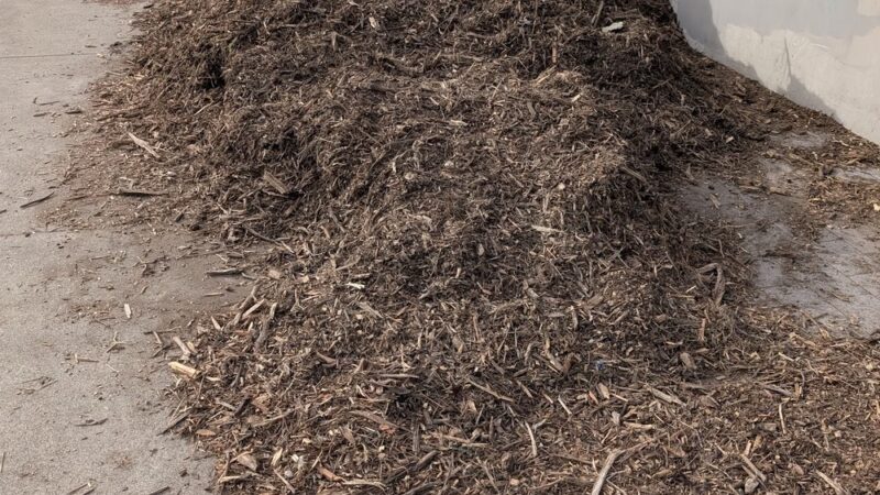 Mission Dolores Dog Play Area North - San Francisco, CA