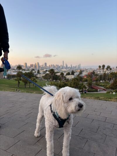 Mission Dolores Dog Play Area South - San Francisco, CA