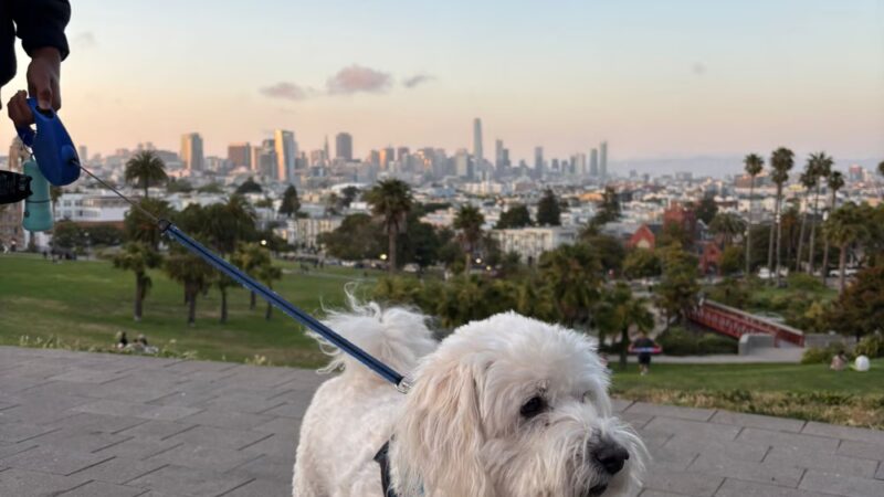 Mission Dolores Dog Play Area South - San Francisco, CA