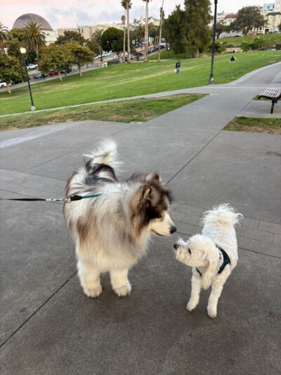 Mission Dolores Dog Play Area South - San Francisco, CA