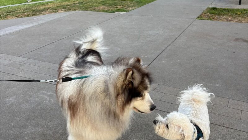 Mission Dolores Dog Play Area South - San Francisco, CA
