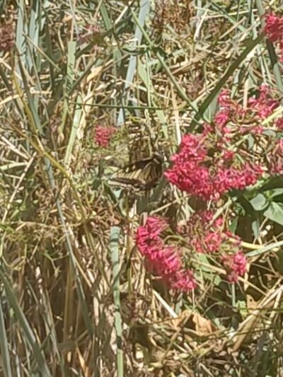 Progress Park - San Francisco, CA