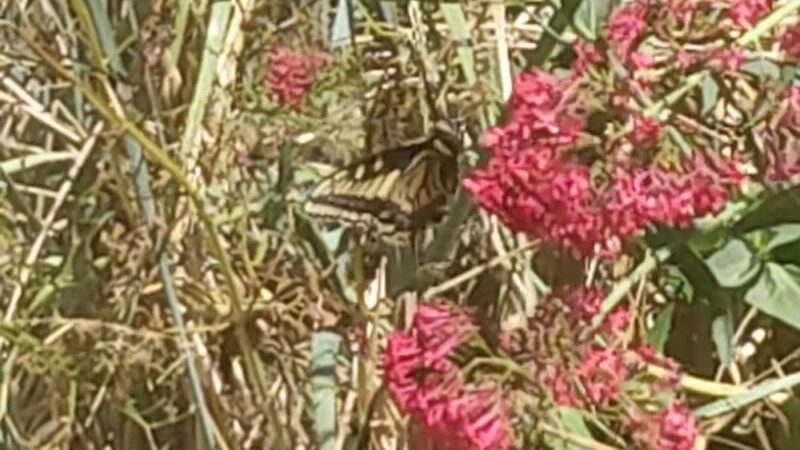 Progress Park - San Francisco, CA