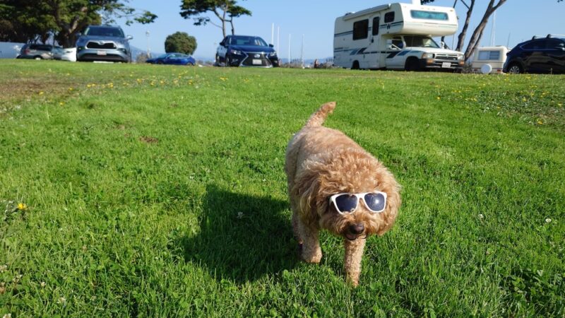 Pyron Park - San Francisco, CA