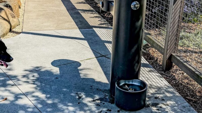 The Rocks Dog Park Yerba Buena Island - San Francisco, CA