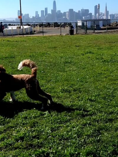 Treasure Island Dog Park - San Francisco, CA