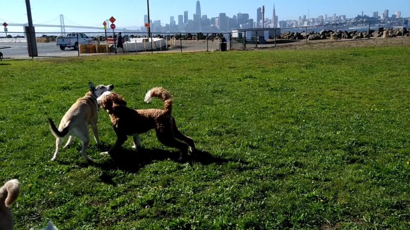 Treasure Island Dog Park - San Francisco, CA