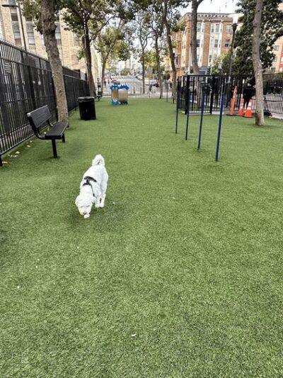 U.N. Plaza Dog Park - San Francisco, CA