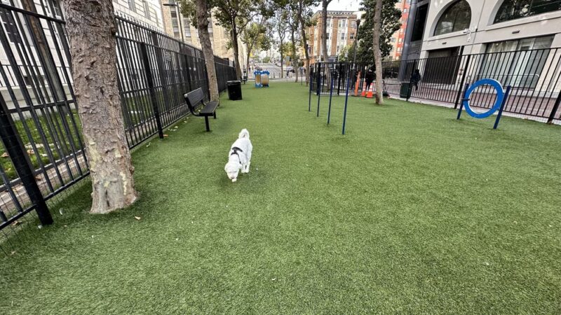 U.N. Plaza Dog Park - San Francisco, CA