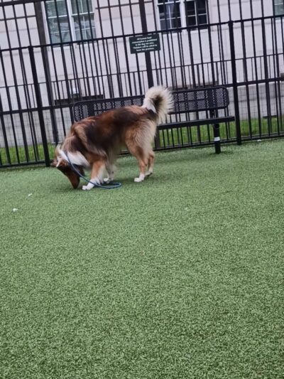 U.N. Plaza Dog Park - San Francisco, CA