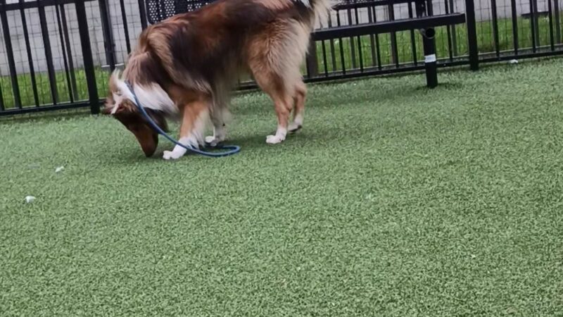 U.N. Plaza Dog Park - San Francisco, CA