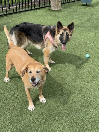 U.N. Plaza Dog Park - San Francisco, CA