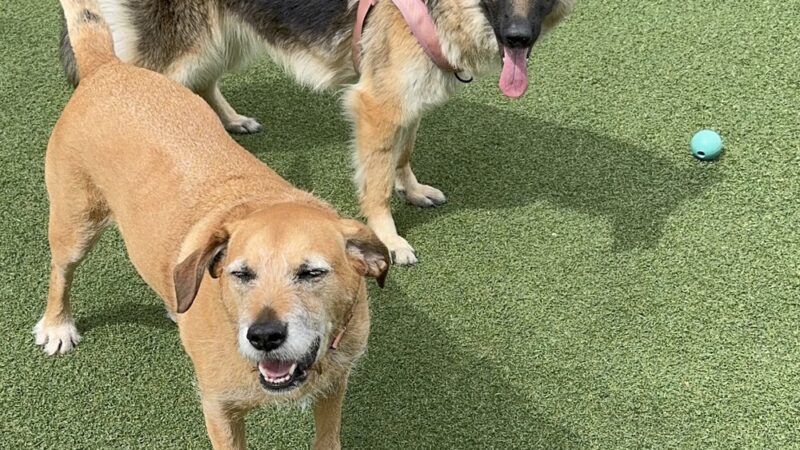 U.N. Plaza Dog Park - San Francisco, CA