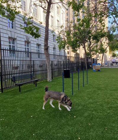 U.N. Plaza Dog Park - San Francisco, CA
