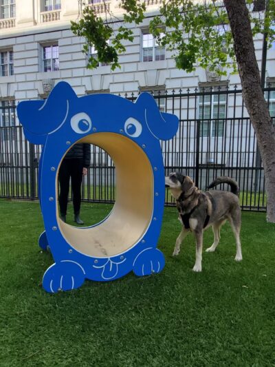 U.N. Plaza Dog Park - San Francisco, CA