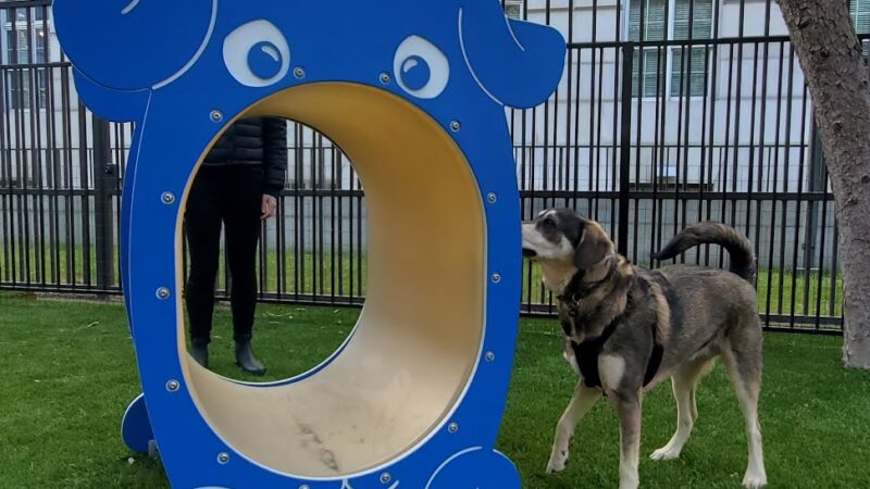 U.N. Plaza Dog Park - San Francisco, CA