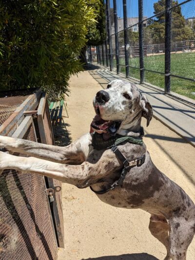 Upper Noe Dog Play Area - San Francisco, CA