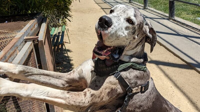 Upper Noe Dog Play Area - San Francisco, CA