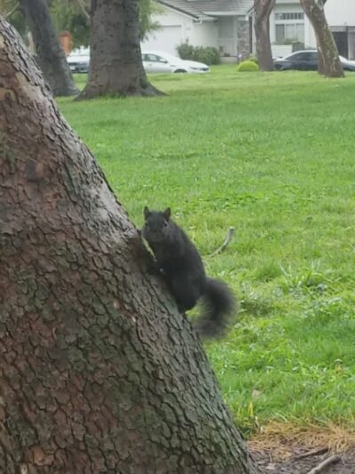 Coy Park - San Jose, CA