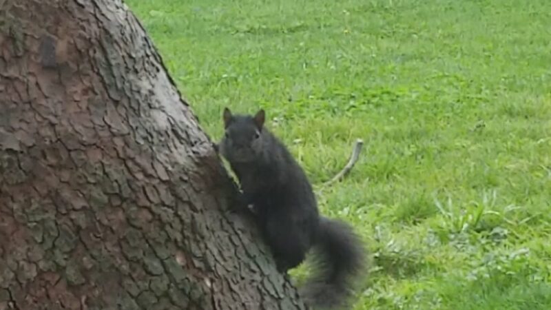 Coy Park - San Jose, CA