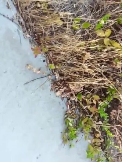 Fowler Creek Park - San Jose, CA