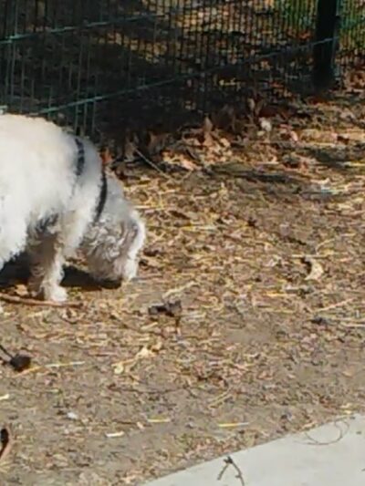 Watson Park - San Jose, CA