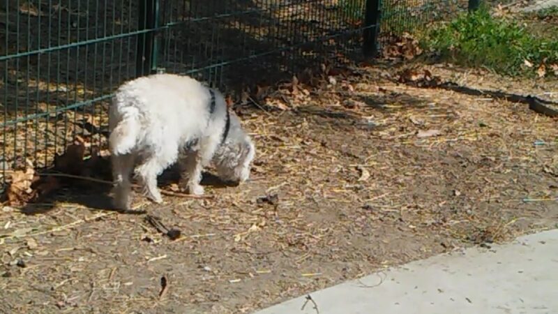 Watson Park - San Jose, CA