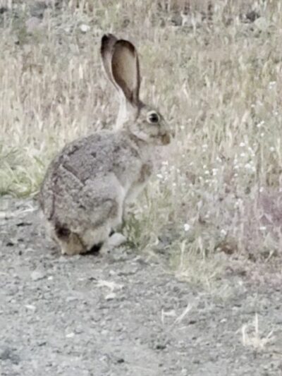 Bernal Hill - San Jose, CA