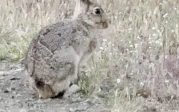Bernal Hill - San Jose, CA