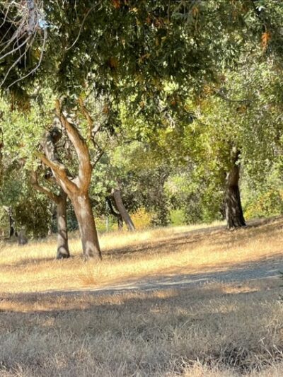 Berryessa Creek Park - San Jose, CA