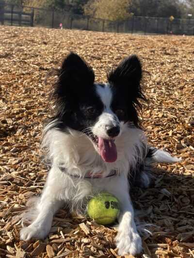 Bruzzone Dog Park - San Jose, CA