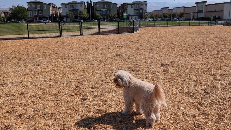 Bruzzone Dog Park - San Jose, CA