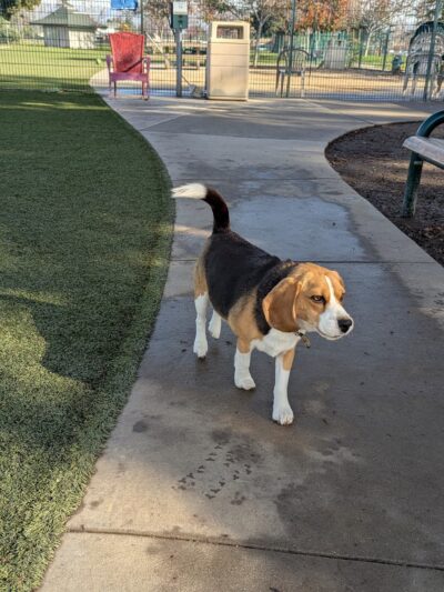 Butcher Park - San Jose, CA