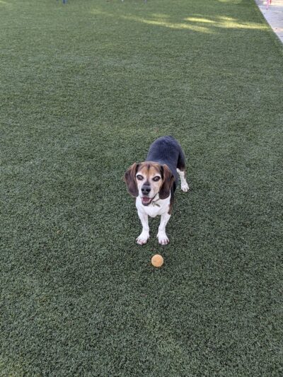 Butcher Park - San Jose, CA