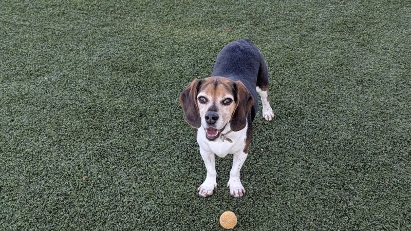 Butcher Park - San Jose, CA